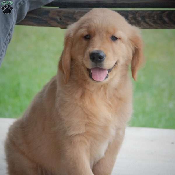 Riley, Golden Retriever Puppy